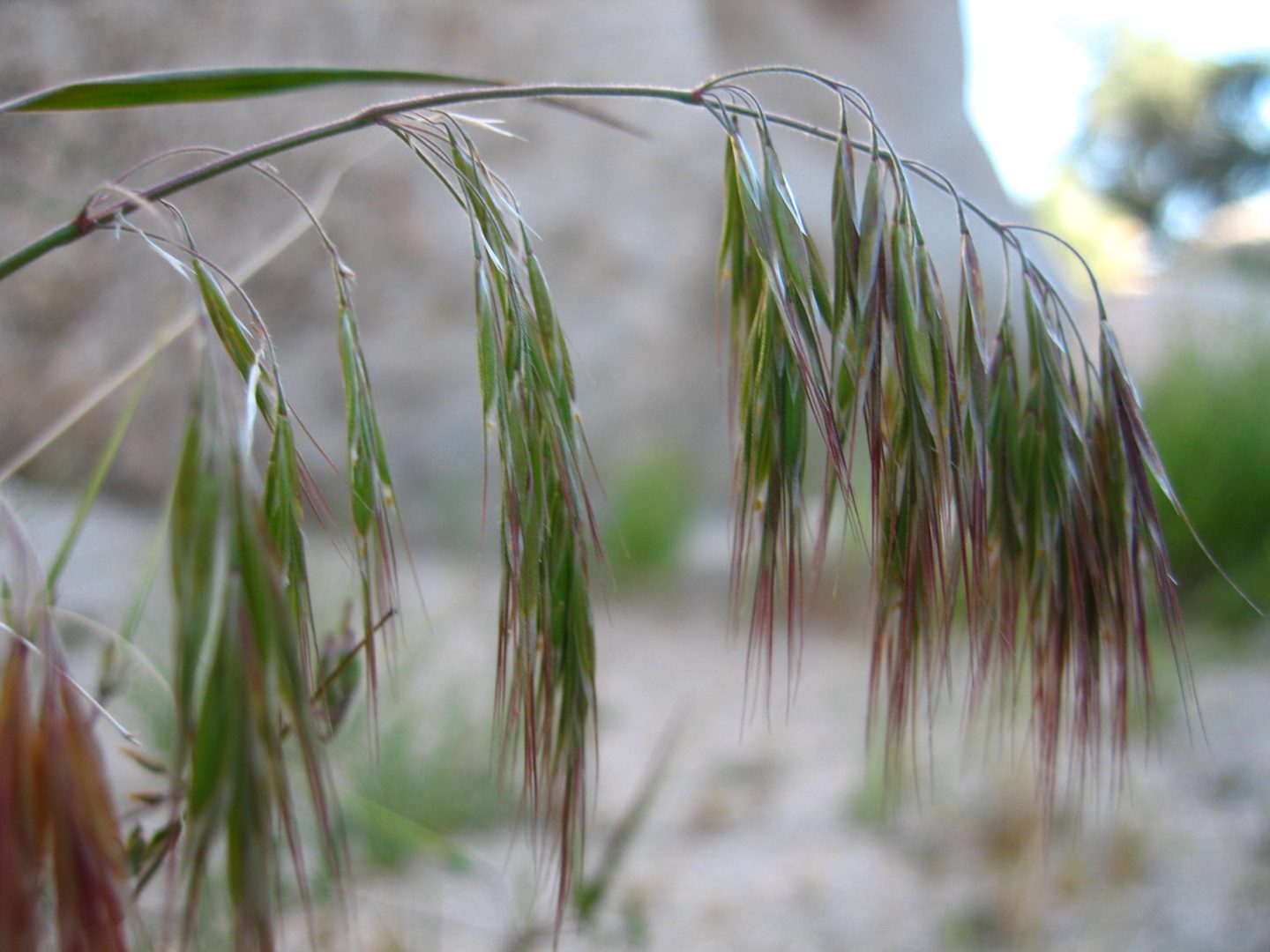 Cheatgrass plant