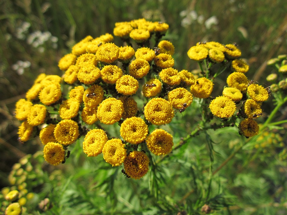 Bitter Buttons Tanacetum Vulgare Common Tansy Tansy